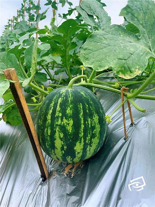 交界地的吃瓜群众,见证风云变幻的民间视角