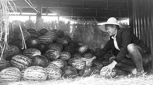 祁县吃瓜群众事件,网络舆论下的社会现象解析